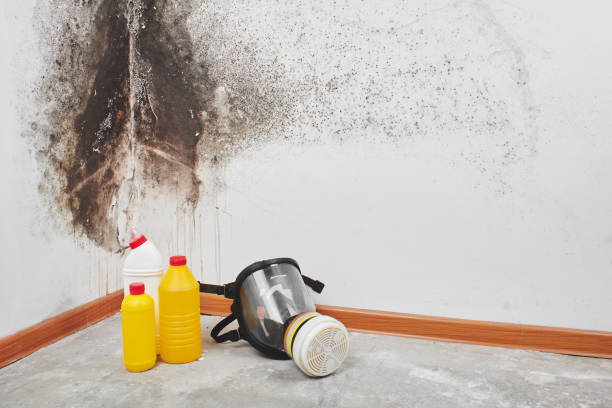  Corcoran, CA Mold Removal Pros