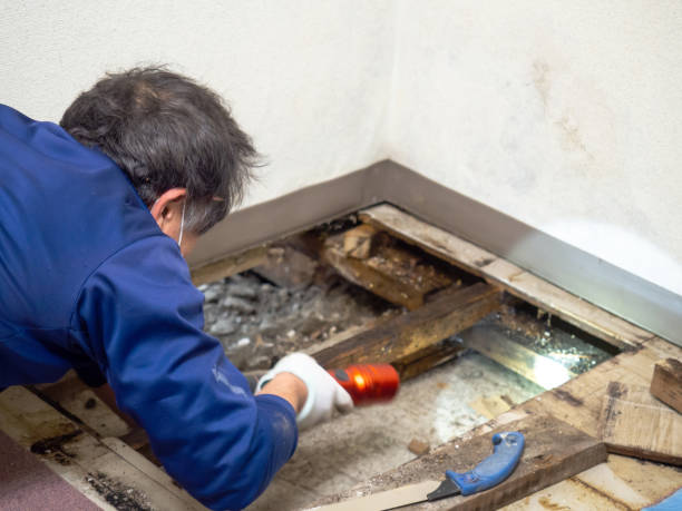Best Black Mold Removal  in Corcoran, CA