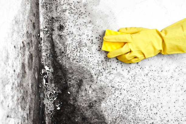 Best Certified Mold Removal  in Corcoran, CA