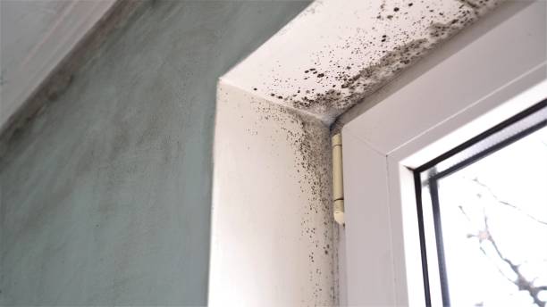 Certified Mold Removal in Corcoran, CA