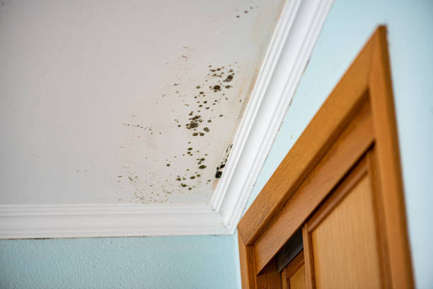 Corcoran, CA Mold Removal Company