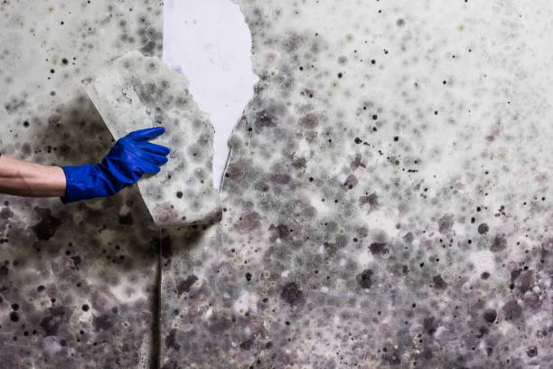 Best Mold Removal Company Near Me  in Corcoran, CA