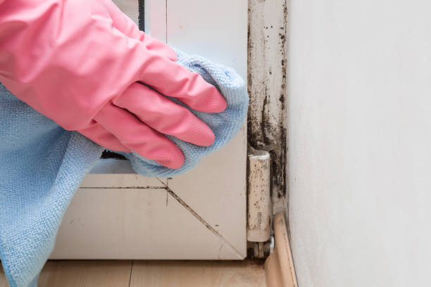 Best Residential Mold Removal  in Corcoran, CA